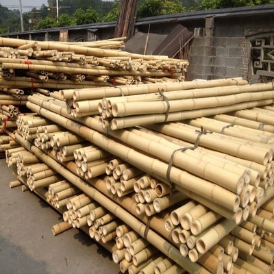 เสาไม้ไผ่ Moso ขนาดใหญ่กลางแจ้งแบบแห้งตรงแบบกำหนดเอง 60 ซม. ถึง 595 ซม. สีธรรมชาติ